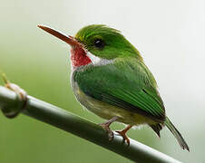 Puerto Rican Tody