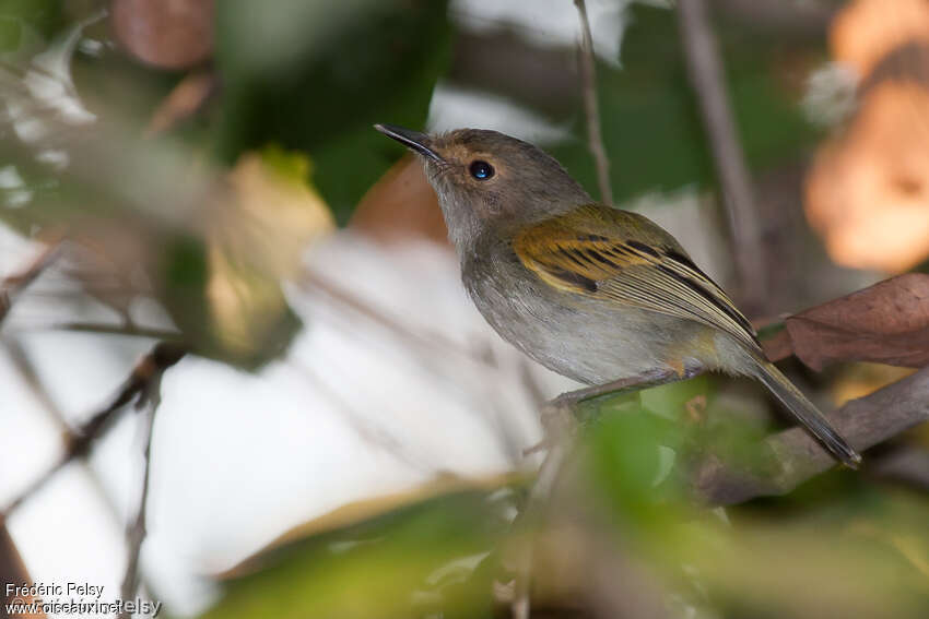 Todirostre à front roux, identification