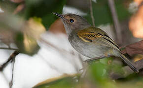 Rusty-fronted Tody-Flycatcher