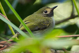 Black-throated Tody-Tyrant