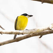 Black-headed Tody-Flycatcher