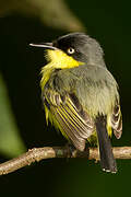 Common Tody-Flycatcher