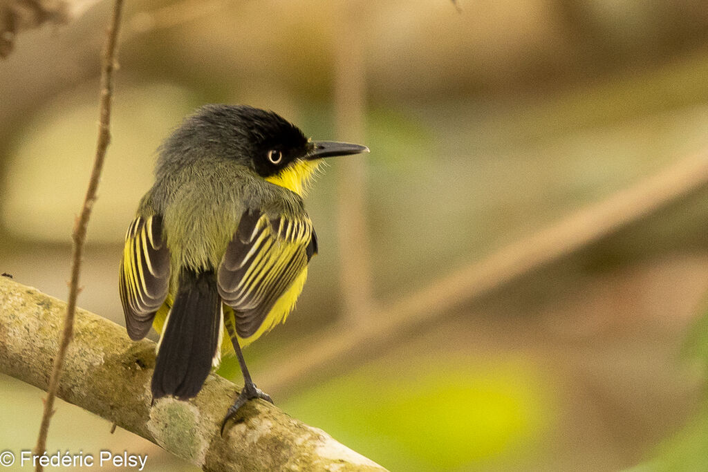 Common Tody-Flycatcher