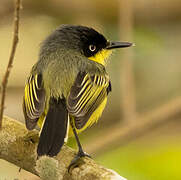 Common Tody-Flycatcher