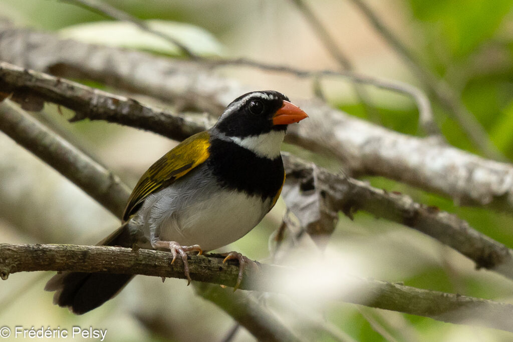 Orange-billed Sparrow