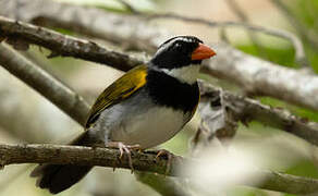 Orange-billed Sparrow