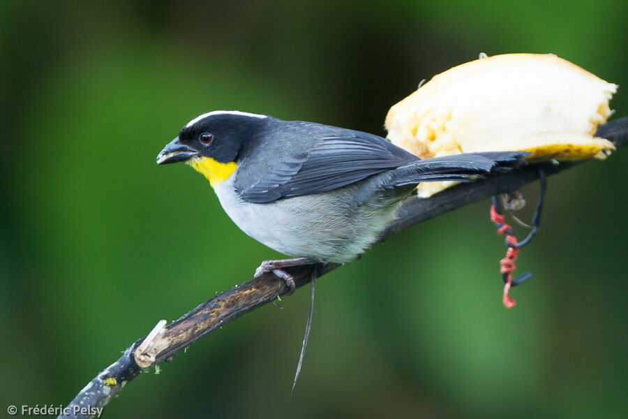 White-naped Brushfinch