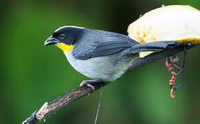 White-naped Brushfinch