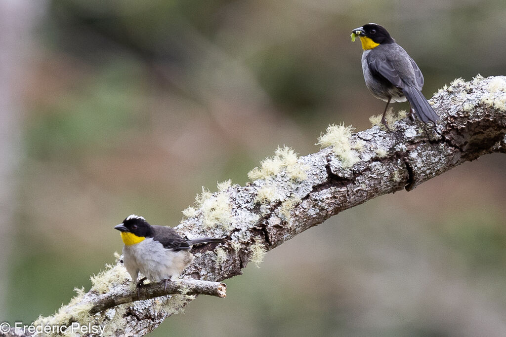 White-naped Brushfinchadult