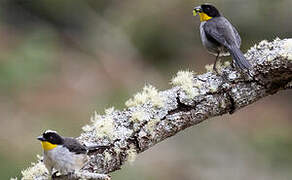 White-naped Brushfinch