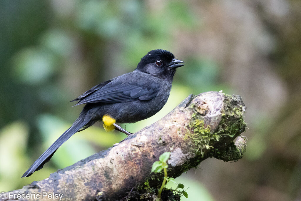 Yellow-thighed Brushfinch