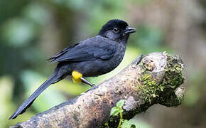 Yellow-thighed Brushfinch