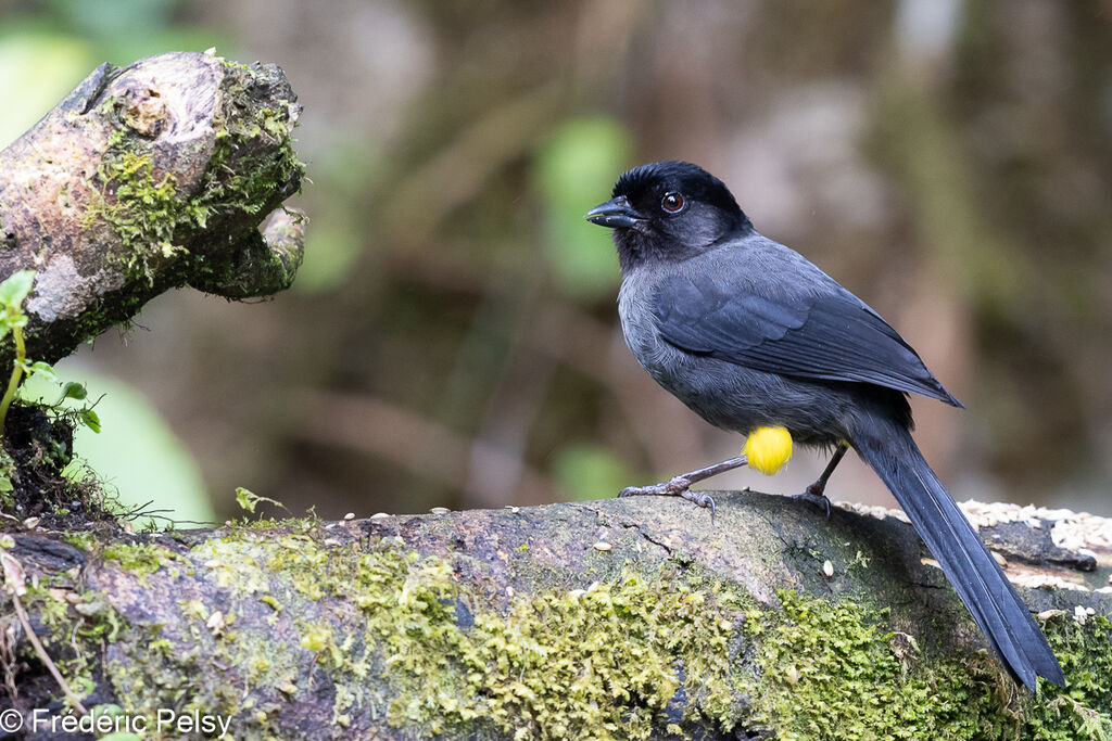 Yellow-thighed Brushfinch