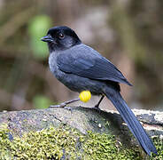 Yellow-thighed Brushfinch