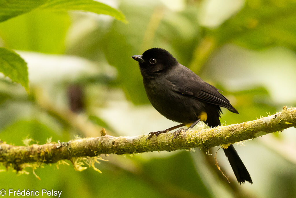 Yellow-thighed Brushfinch