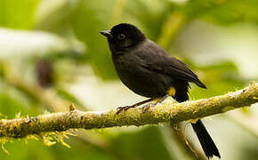 Yellow-thighed Brushfinch