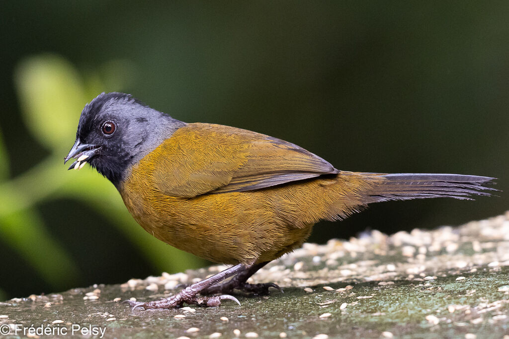 Large-footed Finch