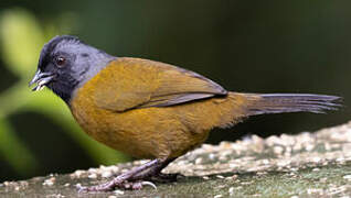 Large-footed Finch