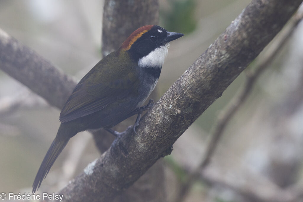 Chestnut-capped Brushfinch