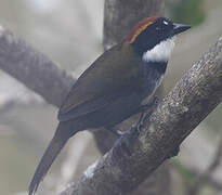 Chestnut-capped Brushfinch