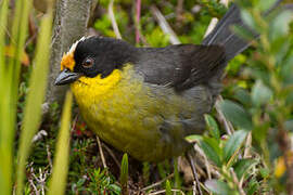 Pale-naped Brushfinch