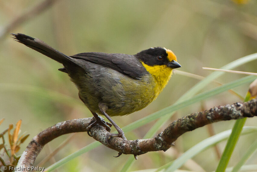 Pale-naped Brushfinchadult