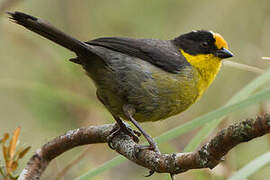 Pale-naped Brushfinch