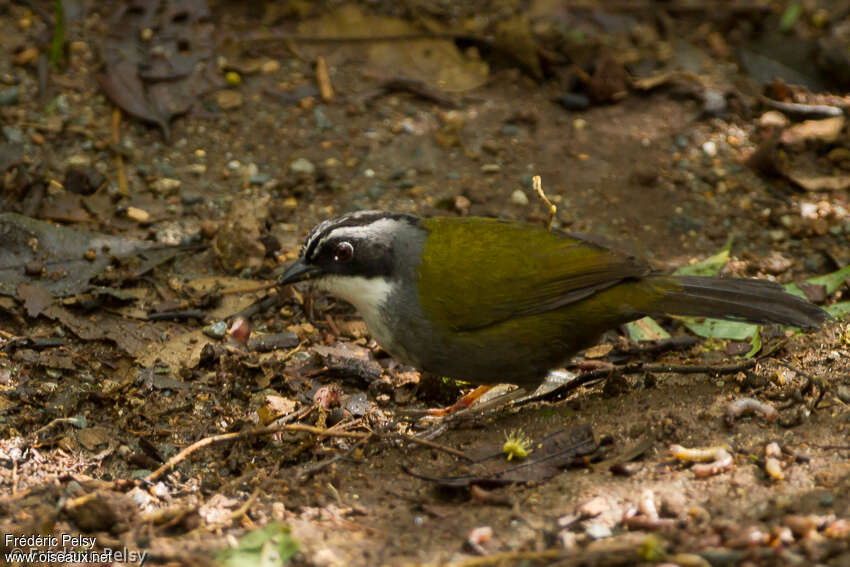 White-browed Brushfinch, identification