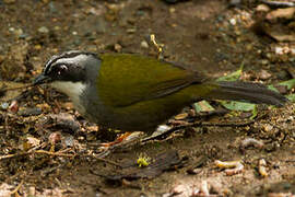 White-browed Brushfinch