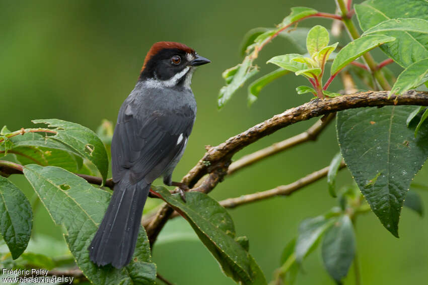 Slaty Brushfinchadult