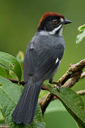 Slaty Brushfinch