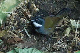 Sierra Nevada Brushfinch