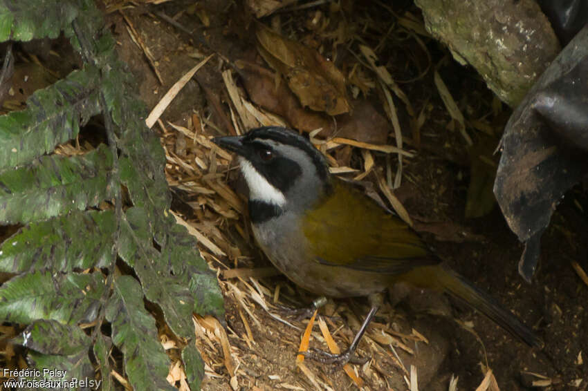 Sierra Nevada Brushfinchadult, close-up portrait