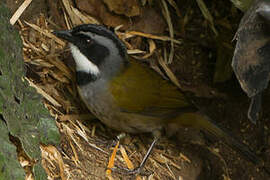 Sierra Nevada Brushfinch