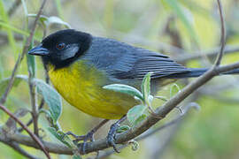 Santa Marta Brushfinch