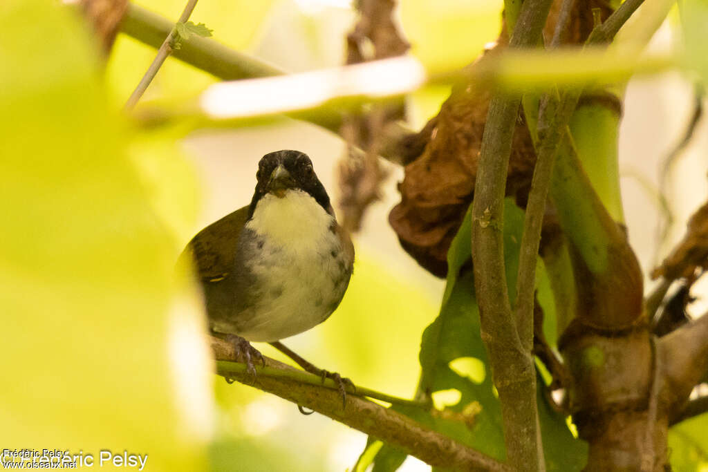 Costa Rican Brushfinch