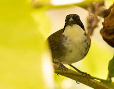 Costa Rican Brushfinch