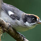 Tohi leucoptère