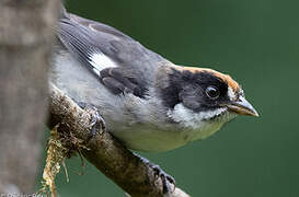 White-winged Brushfinch