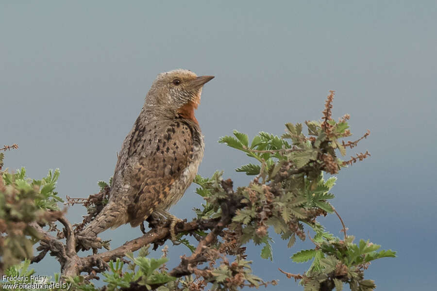 Red-throated Wryneckadult, identification