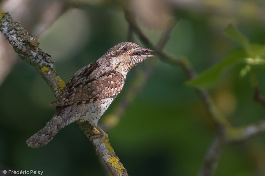 Torcol fourmilieradulte, mange