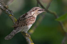 Eurasian Wryneck