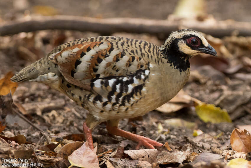 Torquéole à poitrine bruneadulte, composition, camouflage