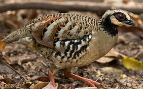 Bar-backed Partridge