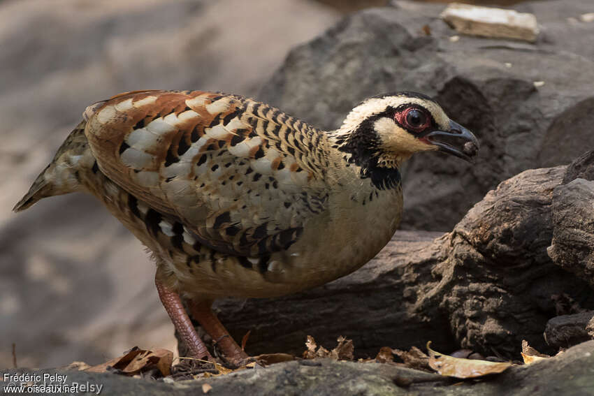 Bar-backed Partridgeadult, aspect, feeding habits, eats