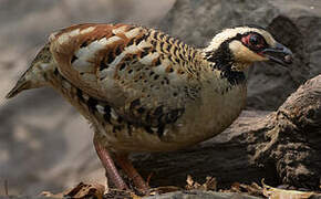 Bar-backed Partridge