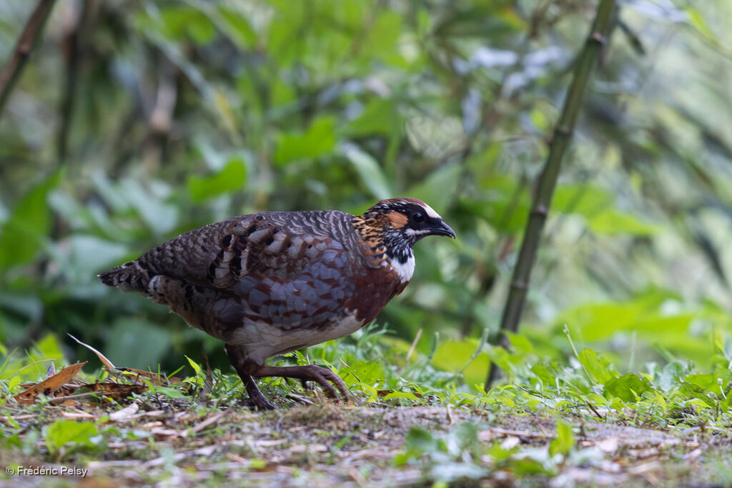 Sichuan Partridge