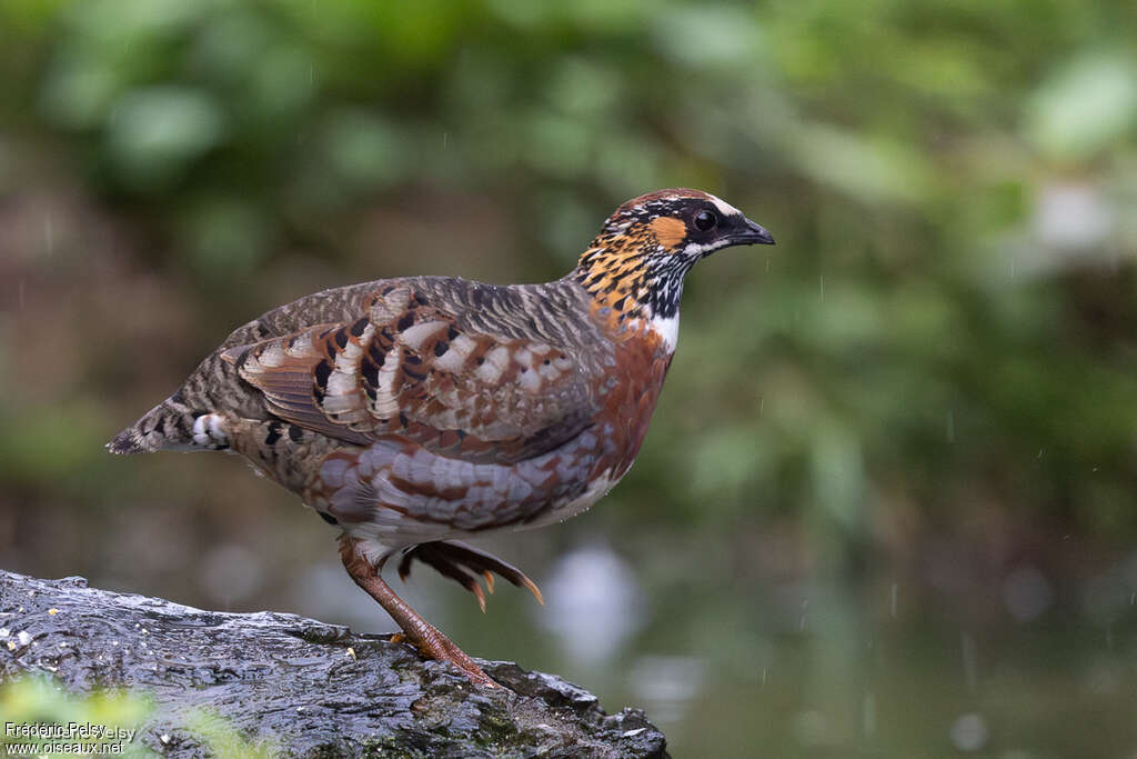 Sichuan Partridge