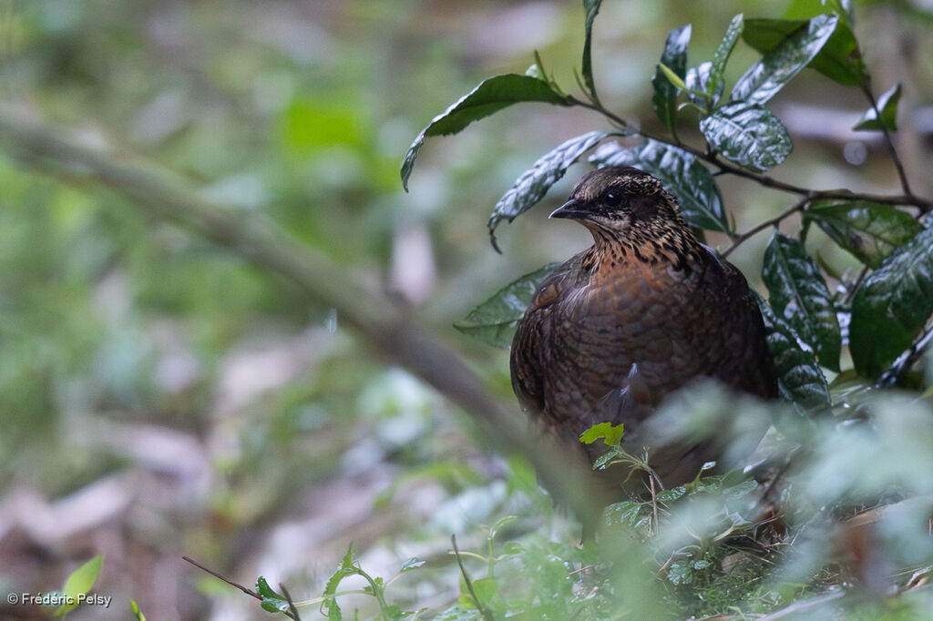 Sichuan Partridge
