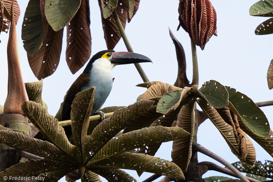 Toucan à bec noir